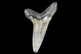 Fossil Shortfin Mako Shark Tooth - Georgia #75280-1
